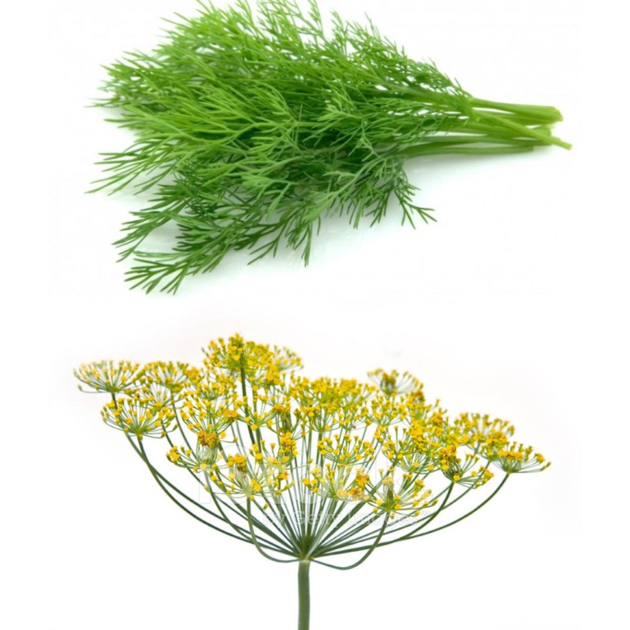 Укроп пахучий - Anethum graveolens