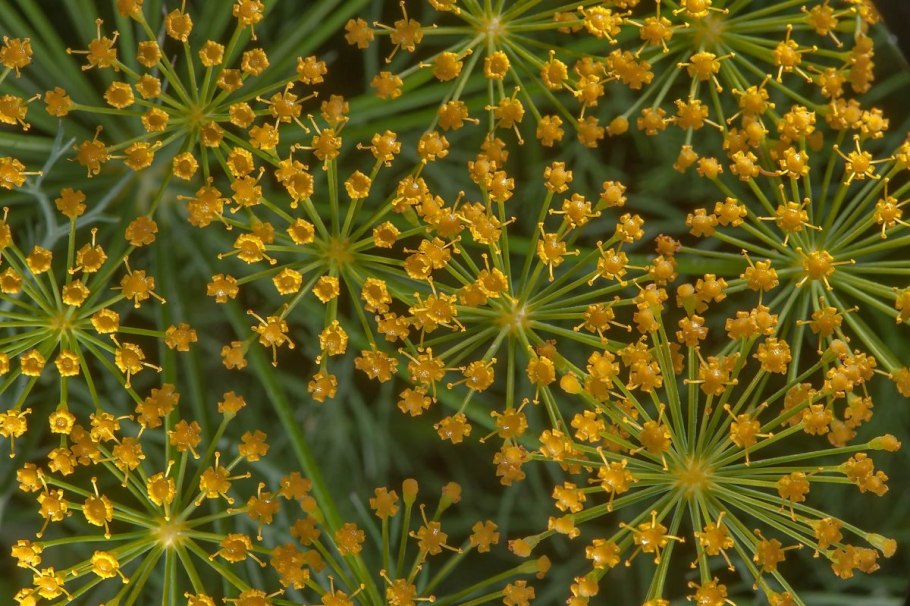Foeniculum vulgare турининг биоэкологик хусусиятлари диссертацияўсимли