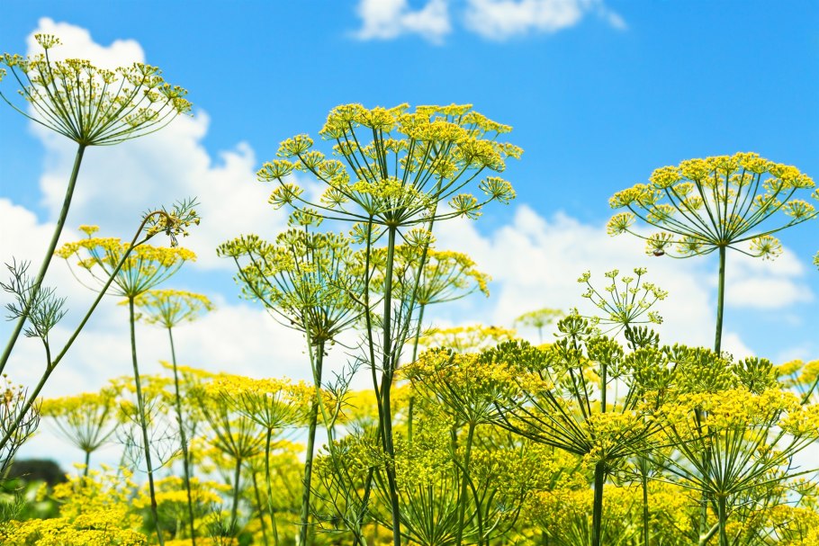 Фенхель. Foeniculum vulgare