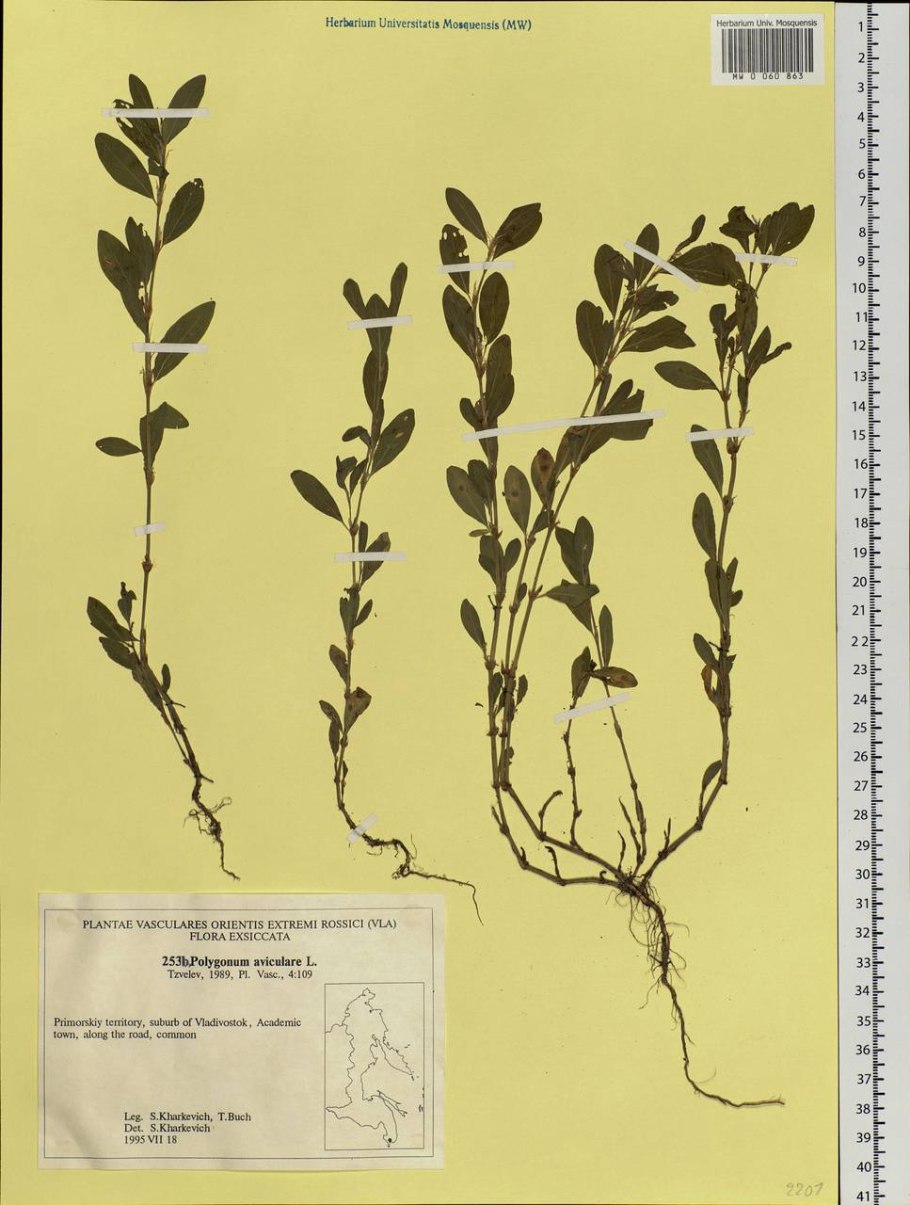 Горца птичьего трава (спорыша) пак. 50г фито бот
