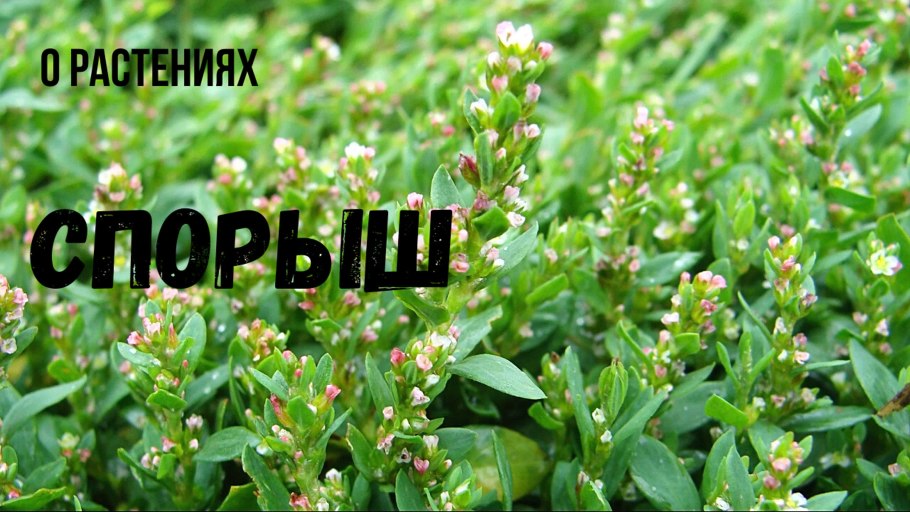 Горец птичий ЛРС