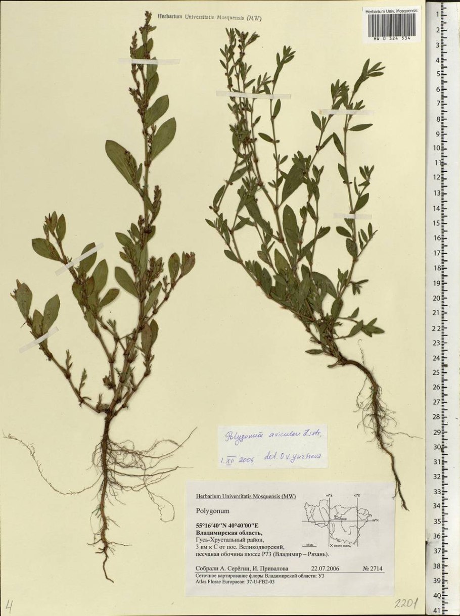 Горец птичий /спорыш/ трава, ф-п 1.5г n20 ст-медифарм (г.Ставрополь)