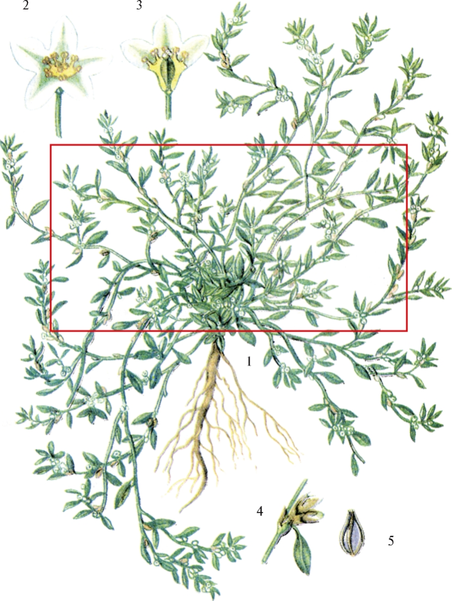 Трава горца птичьего сырье