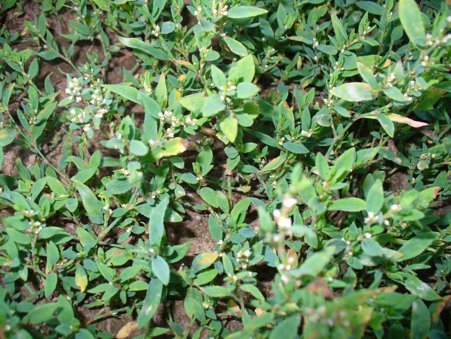 Беловодье трава спорыш (Горец птичий) 50 г