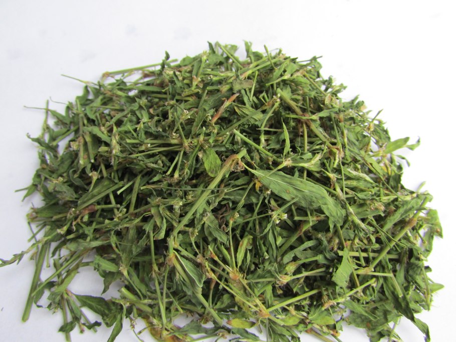 Спорыш (Горец птичий) трава