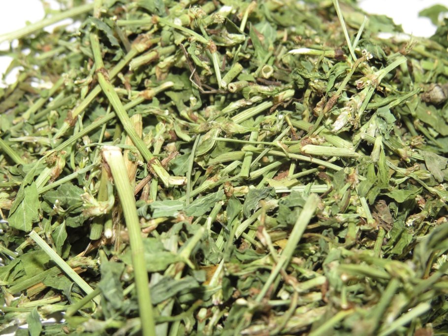 Горец птичий гербарий