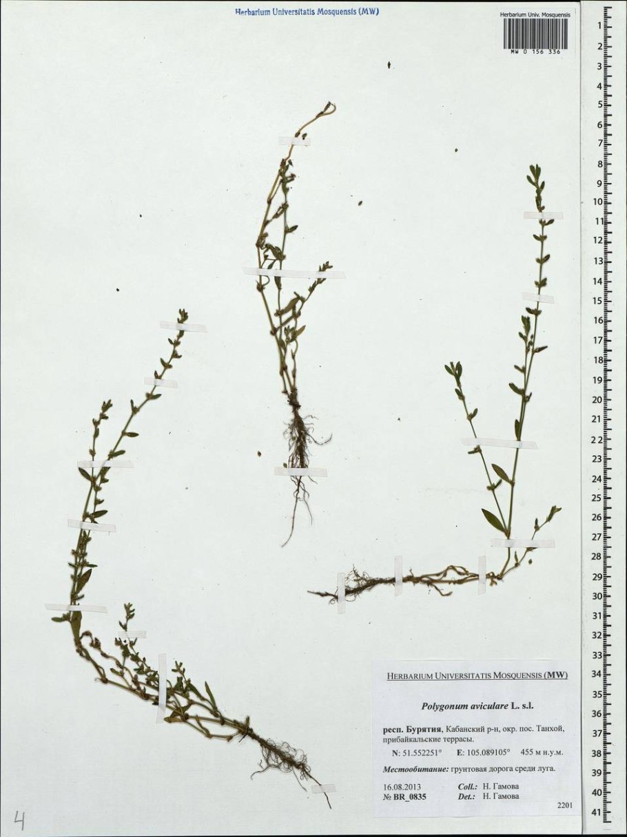 Горец птичий спорыш Фармакогнозия