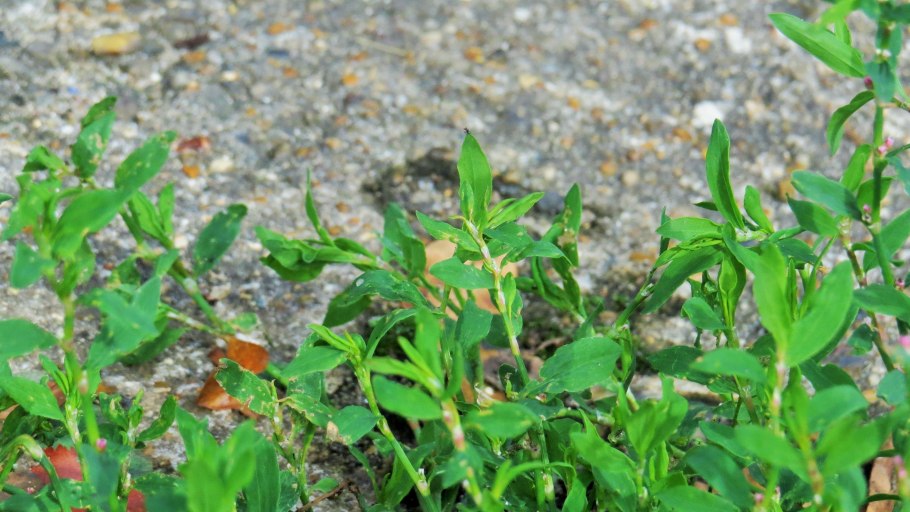 Горец перечный сырье