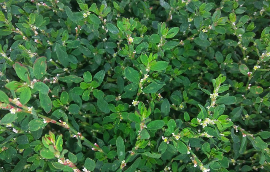 Горец птичий