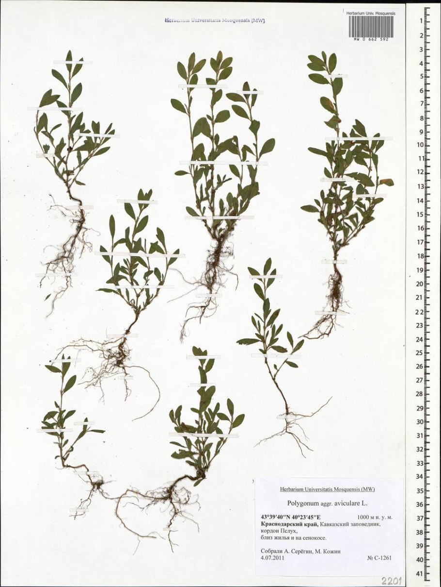 Птичий сбор