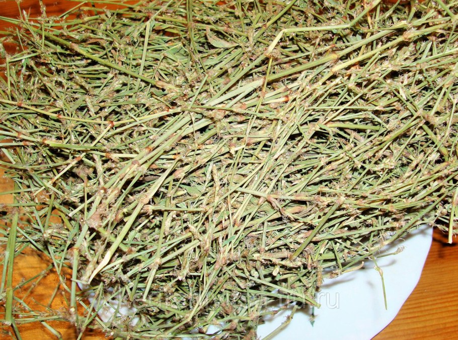 Микропрепарат трава спорыша