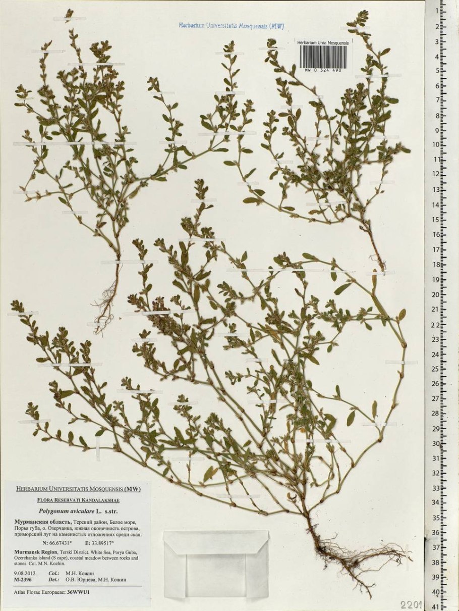 Горец птичий (Polygonum aviculare)