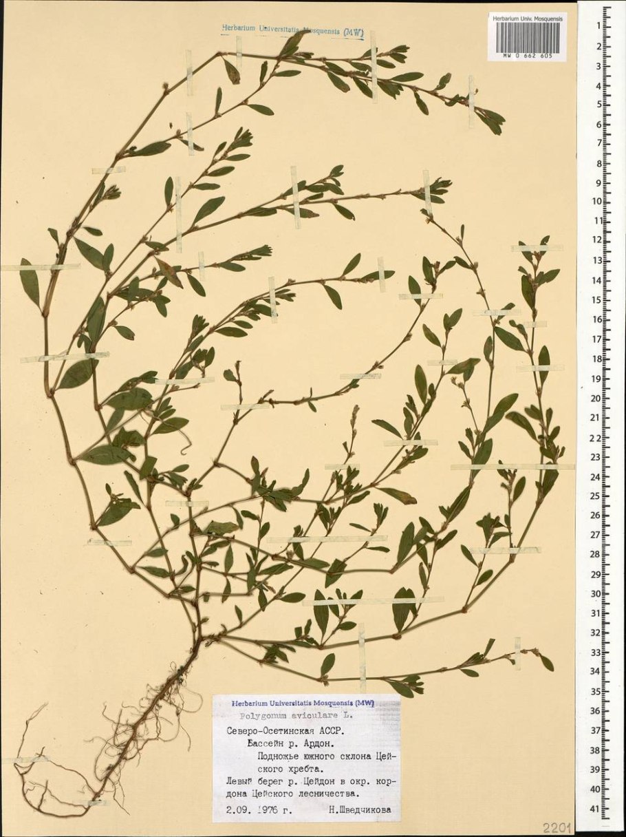 Спорыш (Горец) птичий — Polygonum aviculare l.