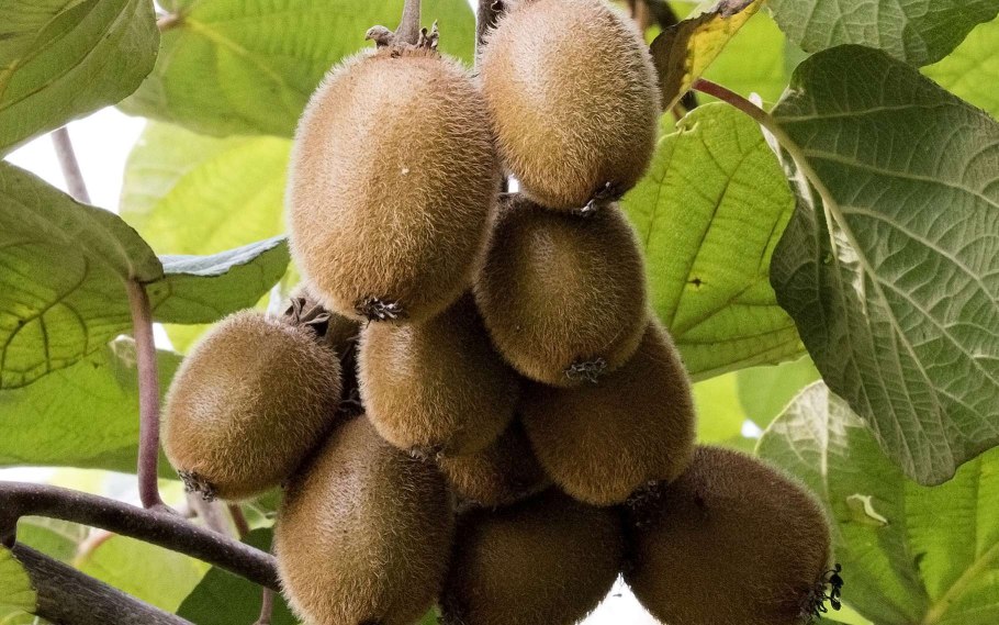 Киви китайская актинидия