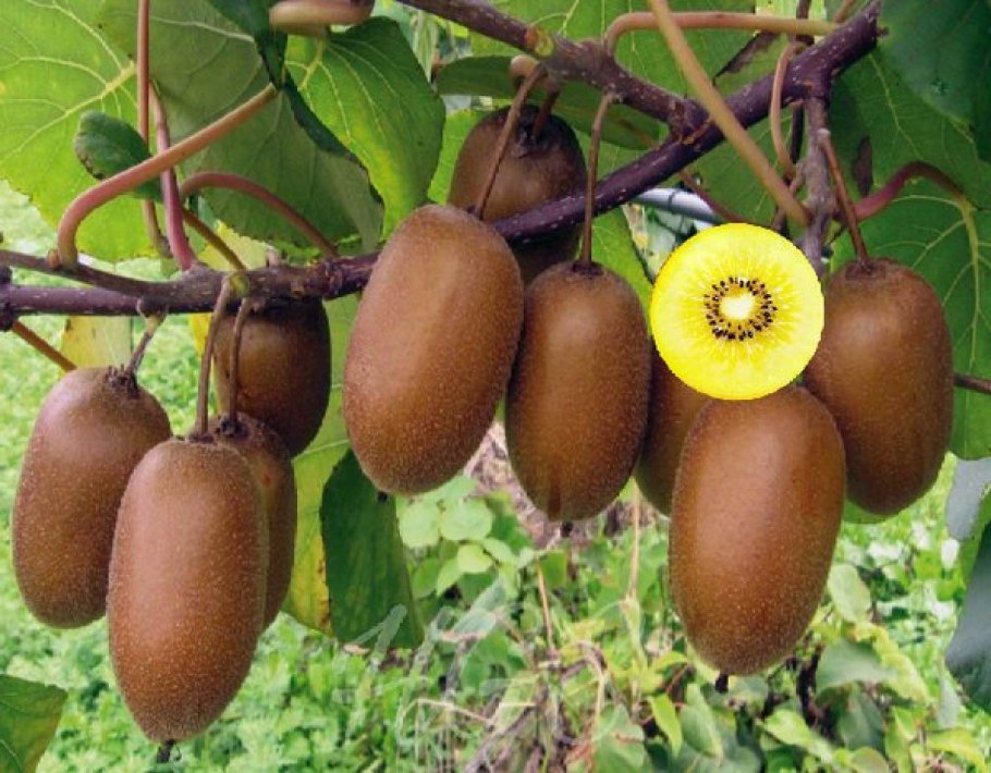 Актинидия аргута Лиана