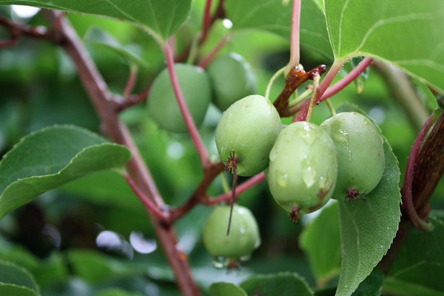 Актинидия коломикта