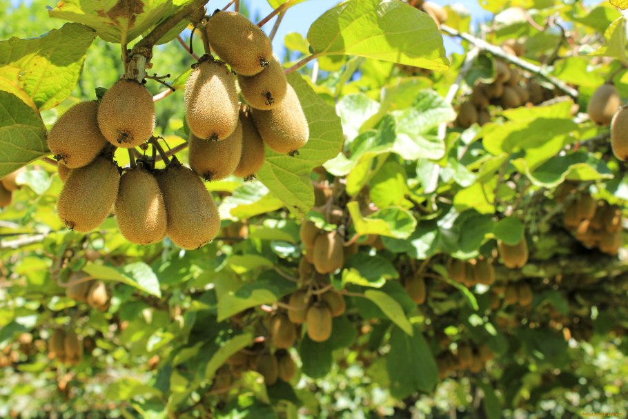 Актинидия туземка