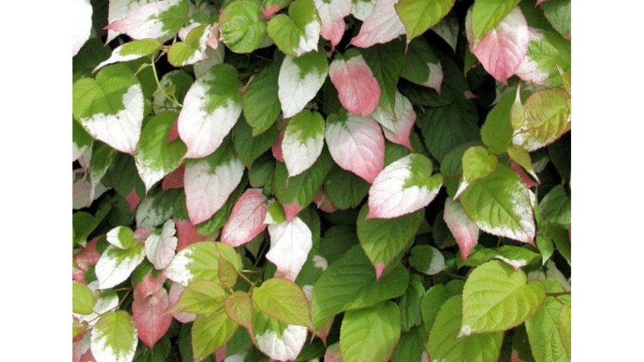 Актинидия Дженни