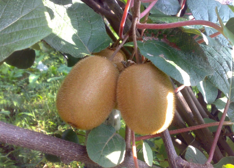 Актинидия фрукт