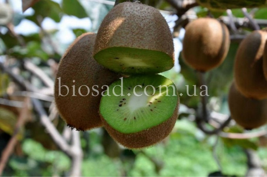 Киви дерево цветение