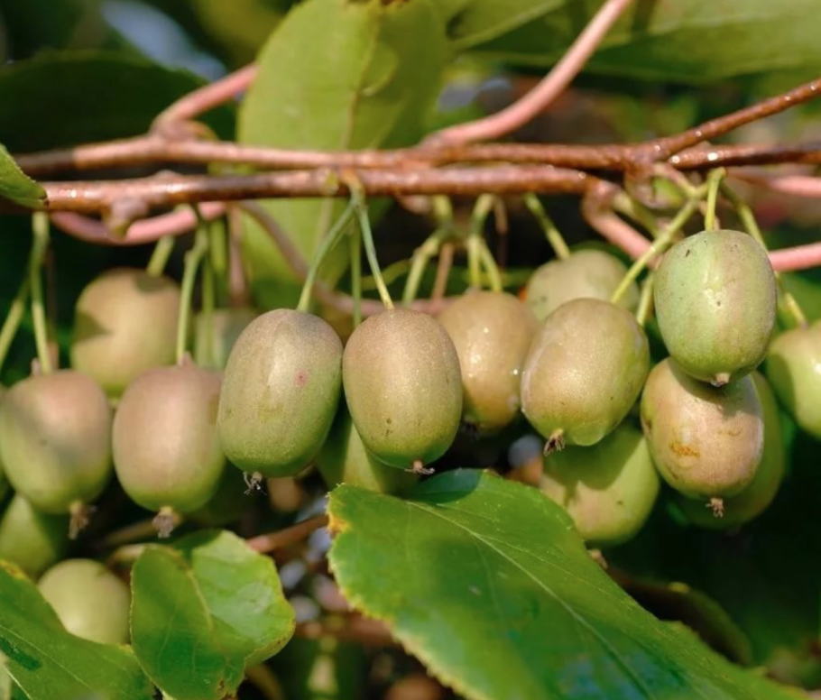 Актинидия коломикта (Actinidia kolomikta)