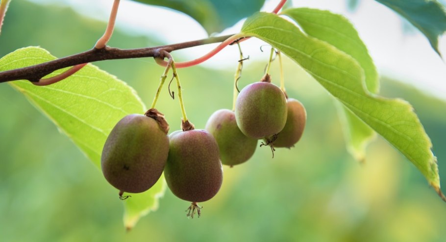 Актинидия Кокува