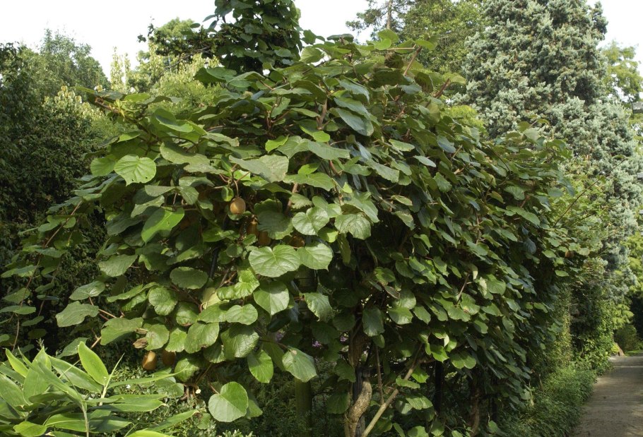 Актинидия аргута Женева