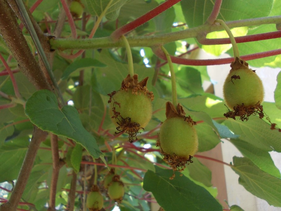 Киви дерево