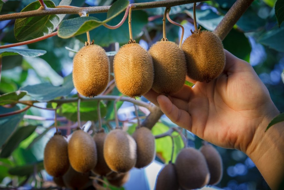 Актинидия коломикта Лиана