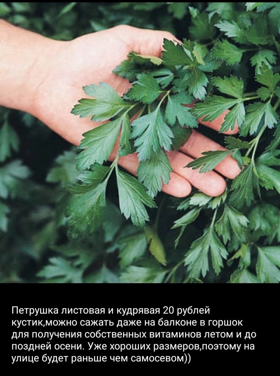 Лист петрушки простой или сложный