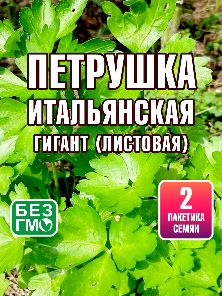 Петрушка итальянский гигант