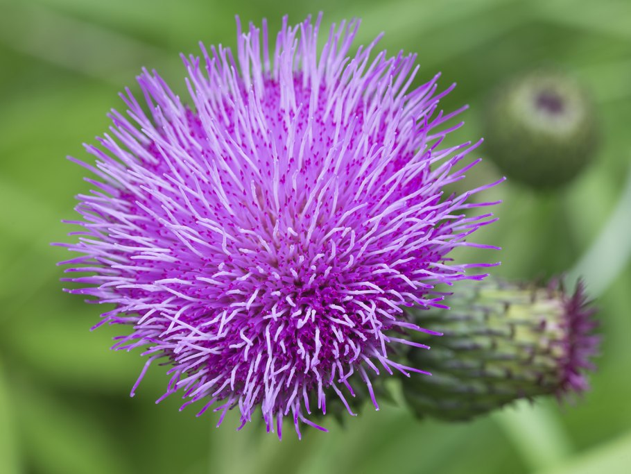 Осот розовый Бодяк полевой