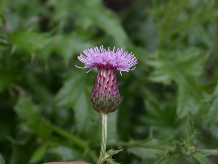 Бодяк щетинистый (Cirsium setosum м. в.)