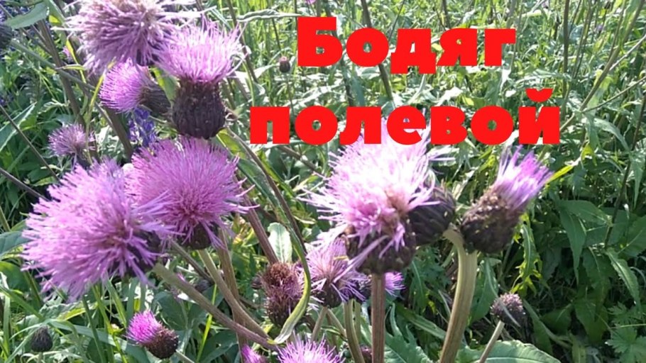 Осот розовый вред