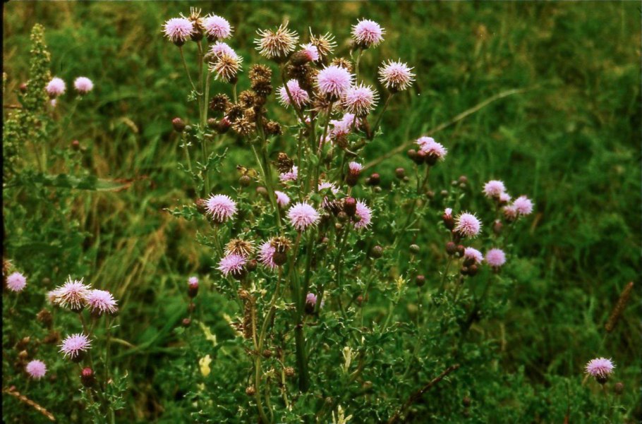 Бодяк огородный