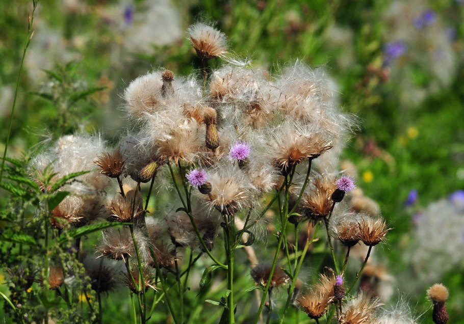 Бодяк разнолистный