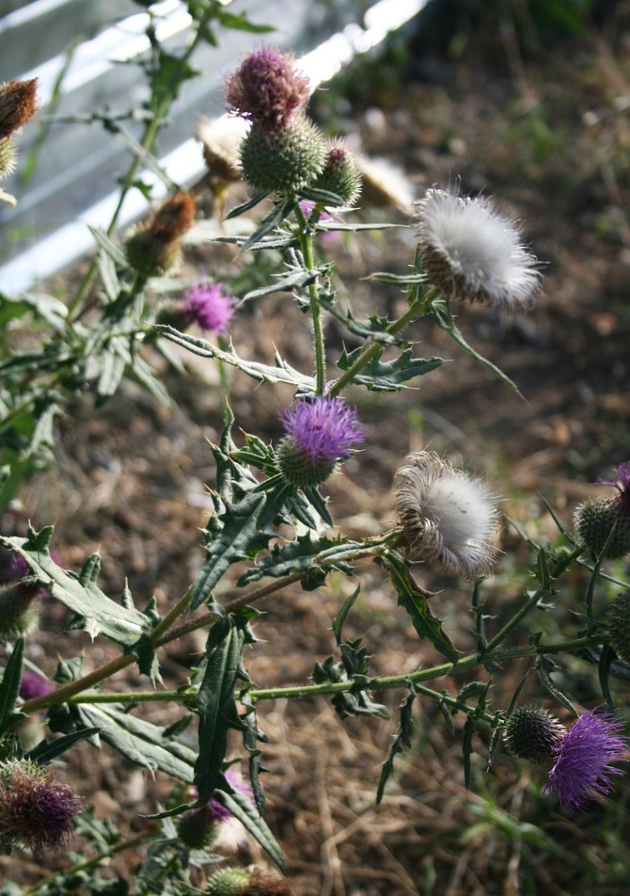 Бодяк бесстебельный