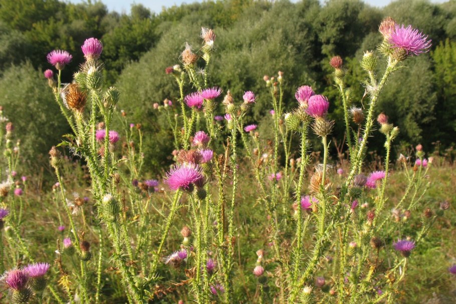 Бодяк полевой (Cirsium arvense)