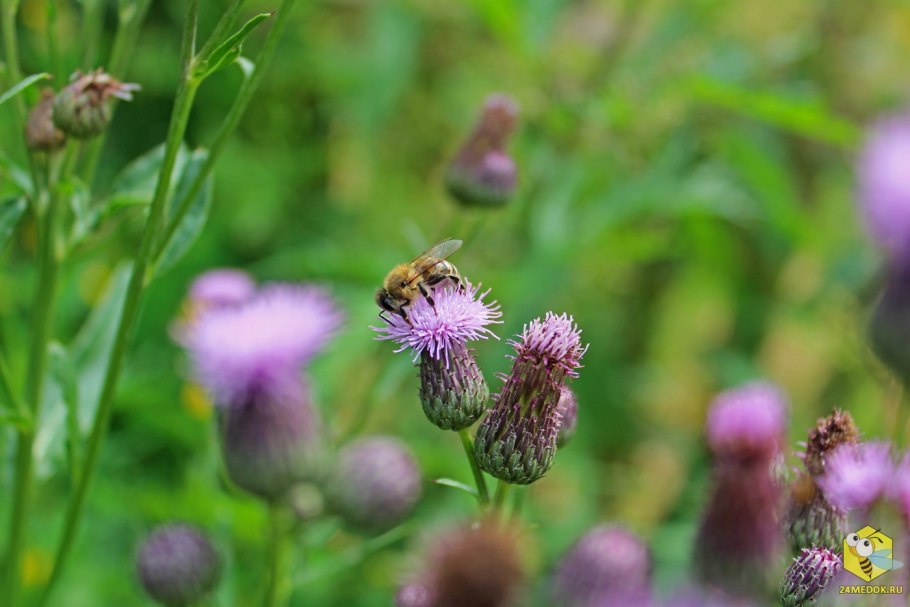 Полевые медоносные растения