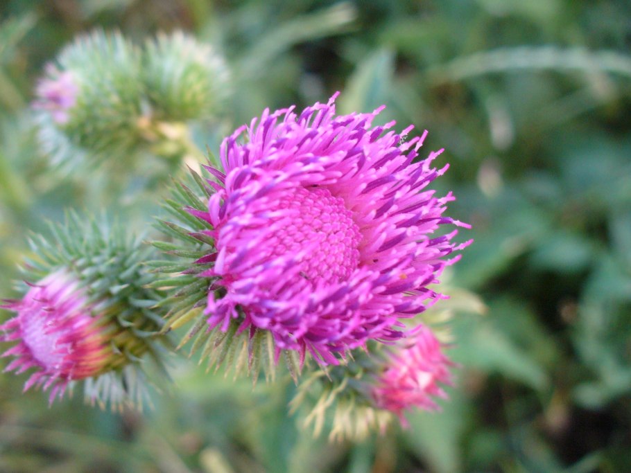 Бодяк полевой (Cirsium arvense)