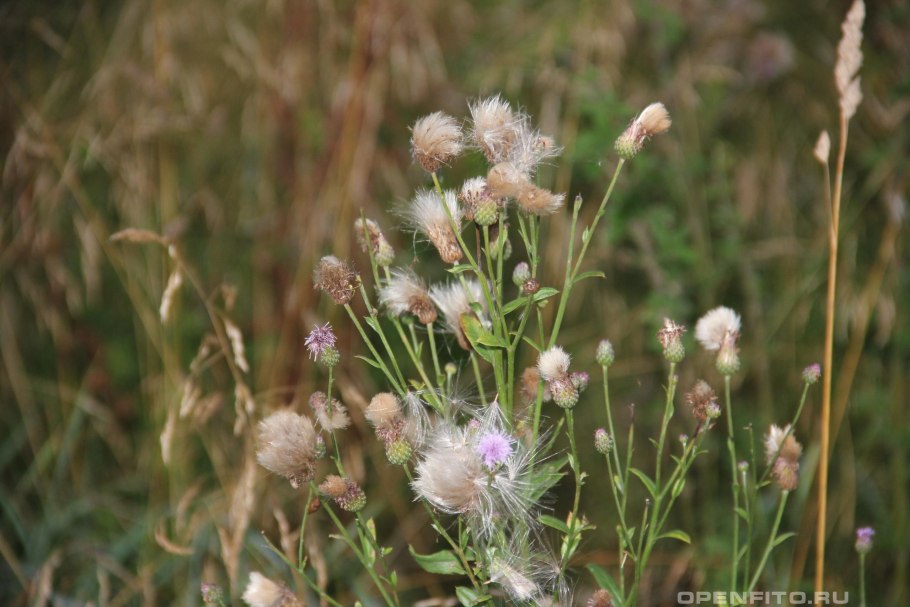 Бодяк полевой (Cirsium arvense)
