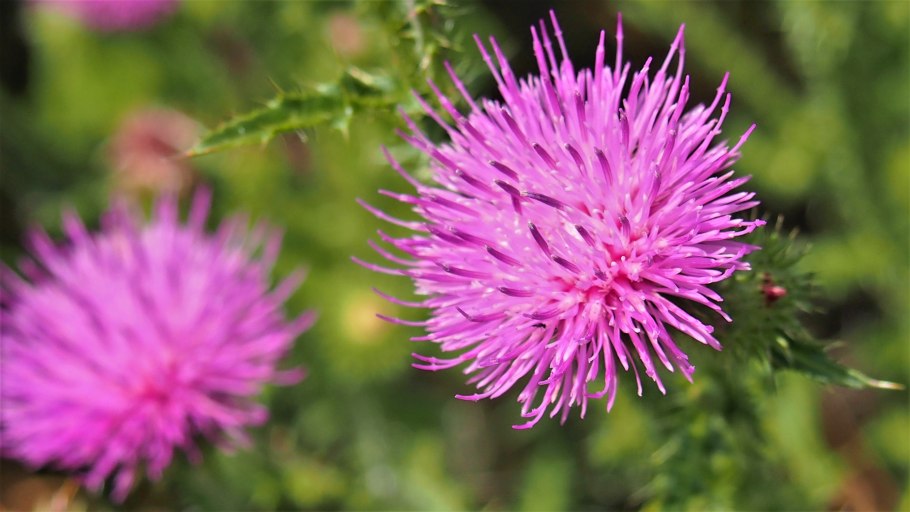 Бодяк обыкновенный полевой