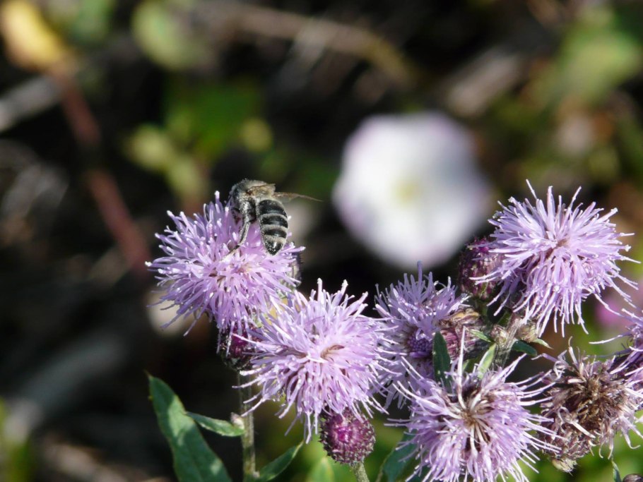 Бодяк обыкновенный (Cirsium vulgare)