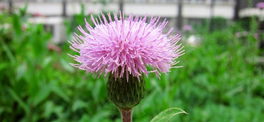 Бодяк Камчатский