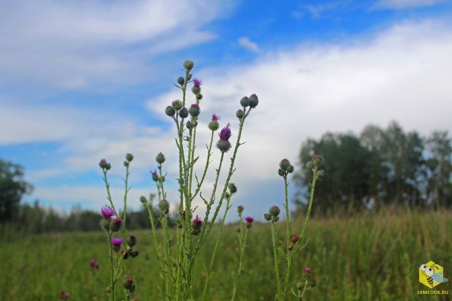 Бодяк седой
