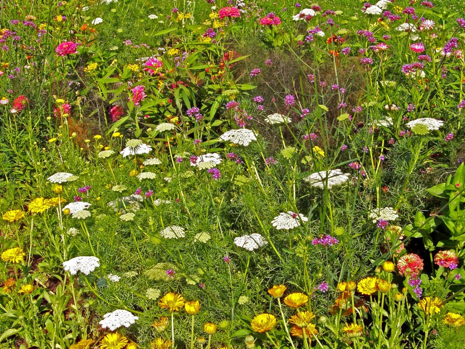 Бодяк обыкновенный (Cirsium vulgare)