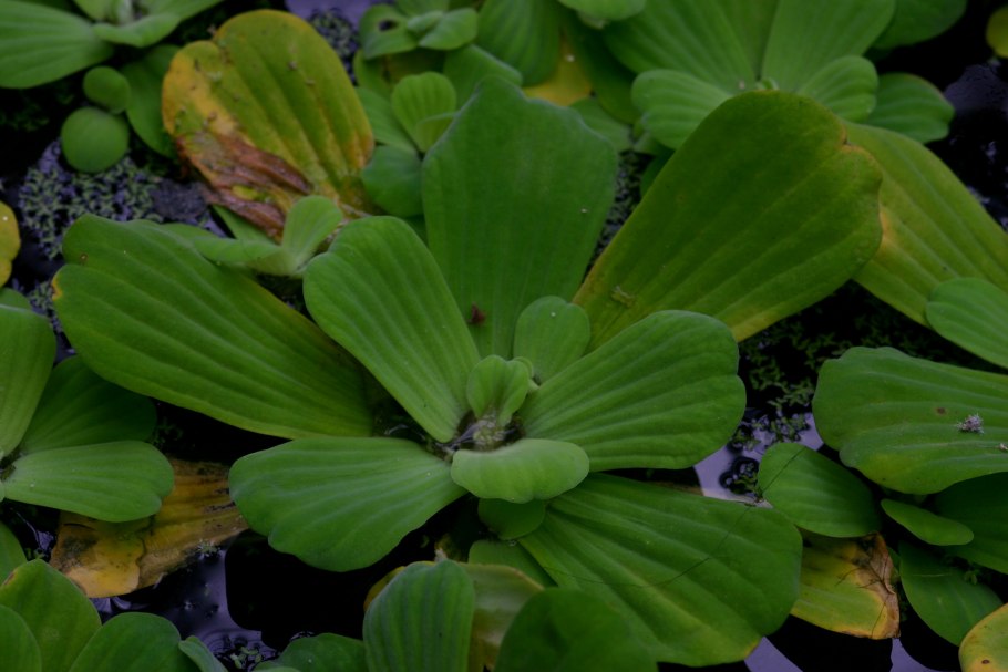 Пистия аквариумное цветет?