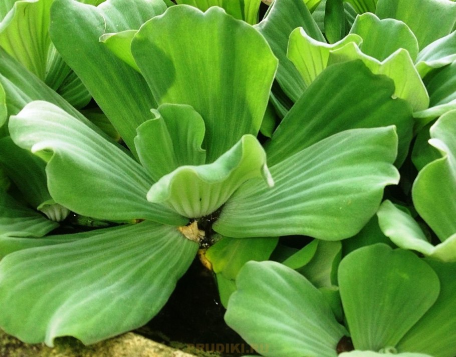 Hydrocotyle leucocephala
