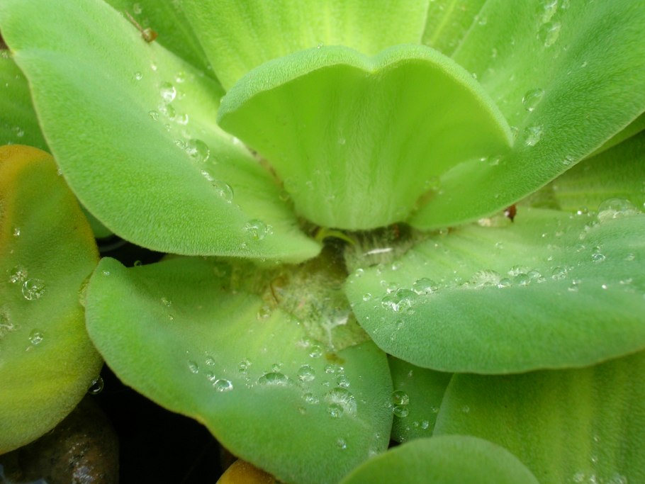 Пистия телорезовидная Pistia Stratiotes