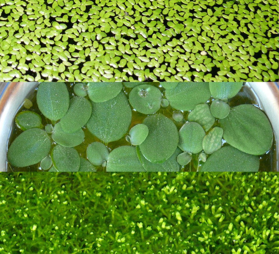 Пистия телорезовидная